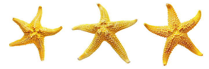 Set of yellow Starfish isolated on a transparent background