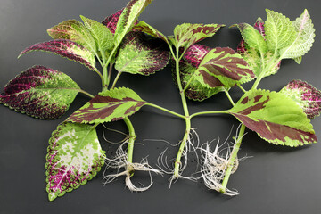 White roots grew on coleus cuttings when propagated in water