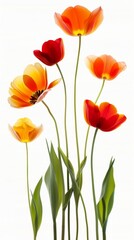 A vibrant selection of meadow flowers isolated on a white background. This image showcases colorful and diverse flora, perfect for botanical themes.