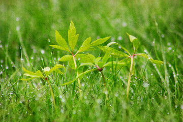 green grass background