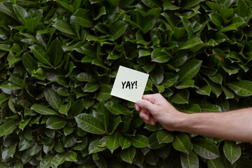 Person holding a white card with a YAY! print with green Bay laurels - obrazy, fototapety, plakaty