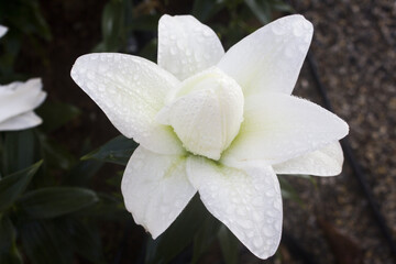 White lilies are beautiful and bright.