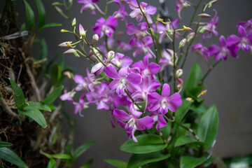 Close-up of purple orchids,
 Orchids seem intended for the solace of ordinary humanity, Close-up of pink orchids blooming outdoors,
