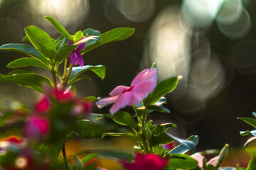 Madagascar periwinkle, old maid, pink periwinkle,Catharanthus roseus is a species of flowering...