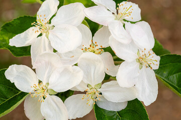 Malus domestica. Apple tree, leaves and white petaled flowers of the fruit tree. - obrazy, fototapety, plakaty