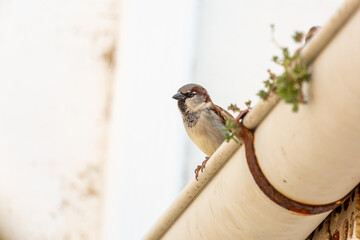 Passer domesticus. Male House Sparrow, perched on the gutter of a rural roof.