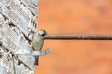 Passer domesticus. Male House Sparrow, perched next to a wall.