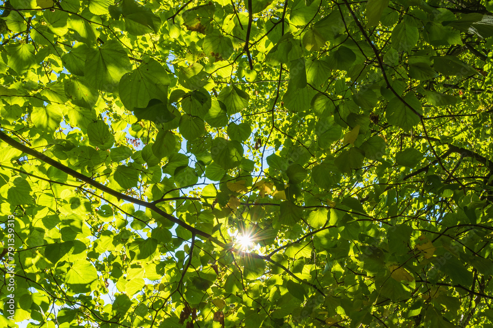 Sticker Lush green tree branchlet with shining sunshine