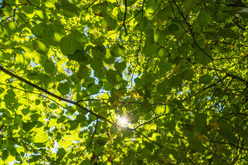 Lush green tree branchlet with shining sunshine