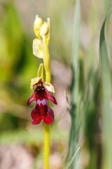 Close up on a Fly orchid on a meadow