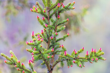 Red cones in spring on a spruce tree
