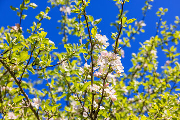 Blommande äppelträd a sunny spring day