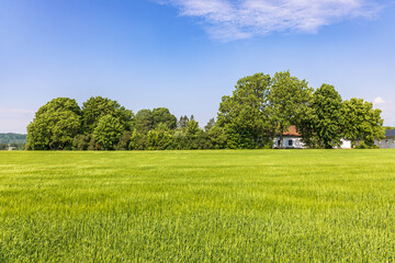 Green field in a sunny country landscape - 791339366