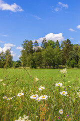 Meadow with flowering Oxeye daisy flowers in the countryside