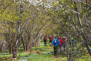 Hikers in a hazel shrubs forest at spring - 791339392
