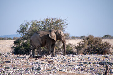 Telephoto shot of one giant African Elephant -Loxodonta Africana- approaching a waterhole on the plains of Etosha National Park, Namibia.