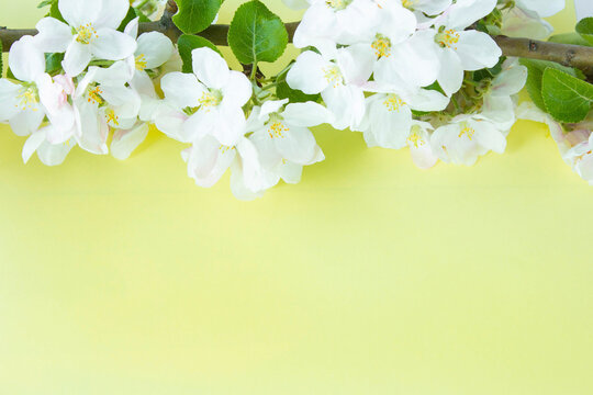 A beautiful sprig of an apple tree with white flowers against a yellow background. Blossoming branch. Spring still life. Place for text. Concept of spring or mom day