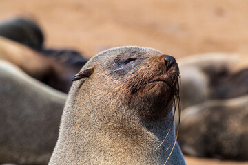 Telephoto portrait of a seal in the Cape Cross seal colony on the Namibian Coast