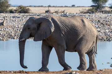 Telephoto shot of one African Elephant -Loxodonta Africana- approaching a waterhole in Etosha National Park, Namibia. - obrazy, fototapety, plakaty
