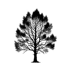 Black Vector Aspen Tree Silhouette, Echoes of Nature's Serenity Under Starlight- Aspen Tree Illustration- Aspen Tree Vector Stock.