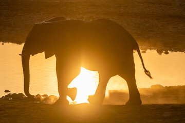 Backlit image of a group of African Elephant, Loxodonta Africana, taking a bath in a waterhole in Etosha national Park, Namibia