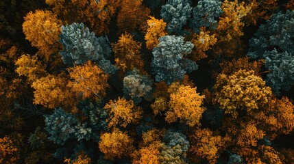 Fototapeta na wymiar Bird s eye perspective of woodland during fall