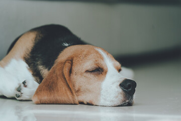 Cute puppy dog beagle portrait sleepy on the floor  at home. Adorable pet concept