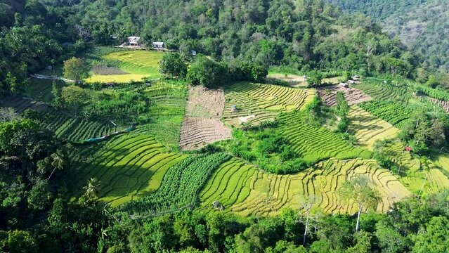 Aerial drone landscape shot of crop rice field plantations farming agricultural business rural countryside property in Ella Sri Lanka Asia travel tourism