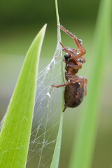 Spider covered by water drops in the grass. 