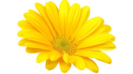 A vibrant selection of meadow flowers isolated on a white background. This image showcases colorful and diverse flora, perfect for botanical themes.