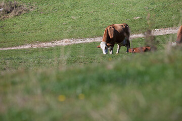 Some cows in a wide pasture in Cansiglio area in Italy