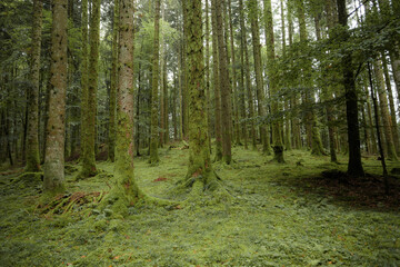 Inside a typical birch forest of the Italian Alps