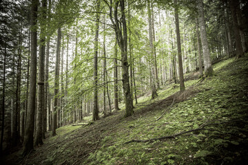 Inside a typical birch forest of the Italian Alps
