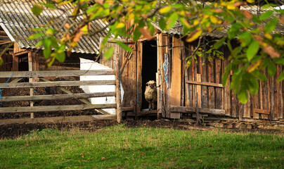 Curly sheep watching from a barn 