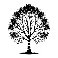 Obraz premium Black Vector Birch Tree Silhouette, Nature's Secrets Revealed Beneath Moon's Glimmer- Birch Tree Illustration- Birch Tree Vector Stock.