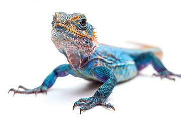 Agama Lizard isolated on white - obrazy, fototapety, plakaty
