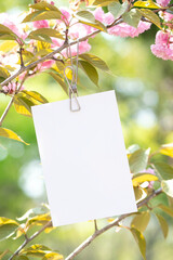 환상적인 겹벚꽃 배경과 카드 목업