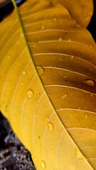 Yellow leaf with water drop.