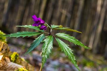 Dentaria glandulosa. Purple flowers in the spring forest