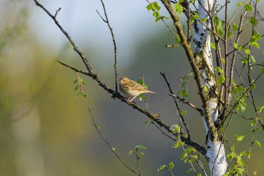 A Tree Pipit sitting on a twig