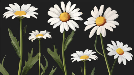 Stock vector illustration realistic daisy chamomile illustration