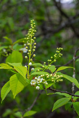 Selective focus photo. Bird cherry tree , Prunus padus blooming