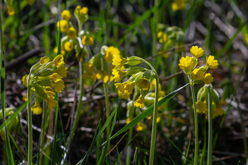 Fototapeta premium Yellow Primula veris cowslip, common cowslip, cowslip primrose on soft green background.Selective focus