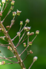 Inflorescences of butterbur, pestilence wort, Petasites hybridus.Blossom, Common butterbur. A blooming butterbur Petasites hybridus flower in the meadow