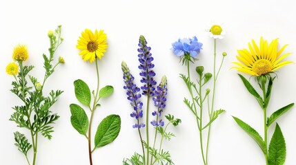 Fototapeta premium Colorful Wildflowers Arranged on White Background