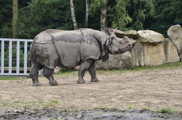 Fototapeta premium rhino in the zoo