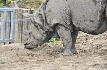 Obraz premium rhino in the zoo