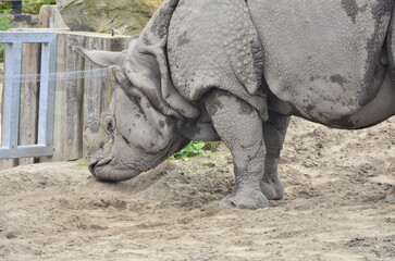 rhino in the zoo