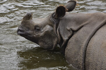 rhino in the zoo © An.Po