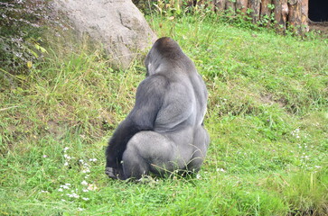 gorilla in the zoo © An.Po